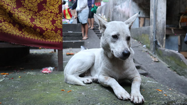 朝市にいた犬
